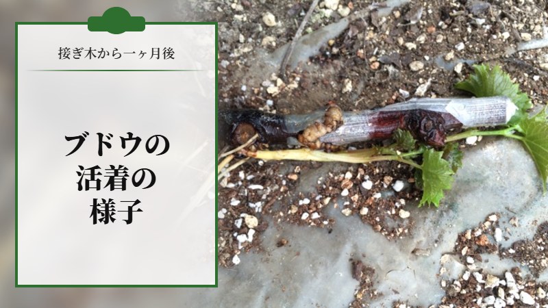 【接ぎ木から一ヶ月後】ブドウの活着の様子