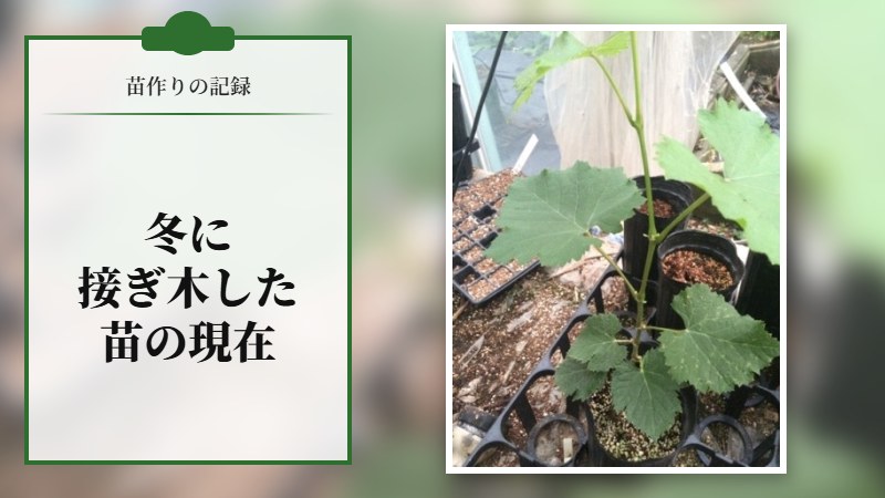 冬に接ぎ木した苗の現在