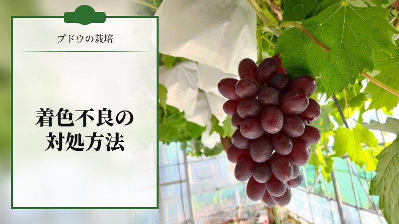 ブドウの着色不良の対処方法