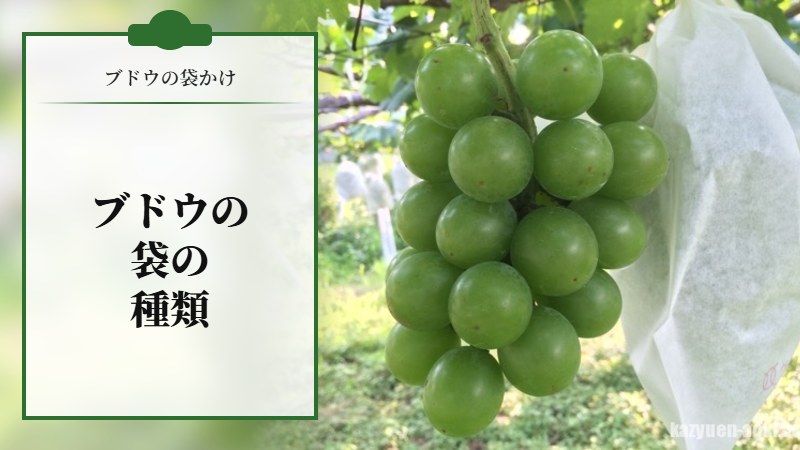 【ブドウの袋かけ】ブドウの袋はどんなものがある？袋の種類を紹介