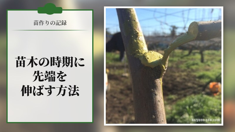 苗木の時期に先端を伸ばす方法①
