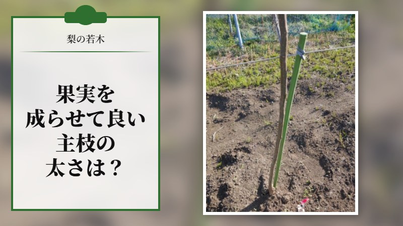 果実を成らせて良い主枝の太さは？