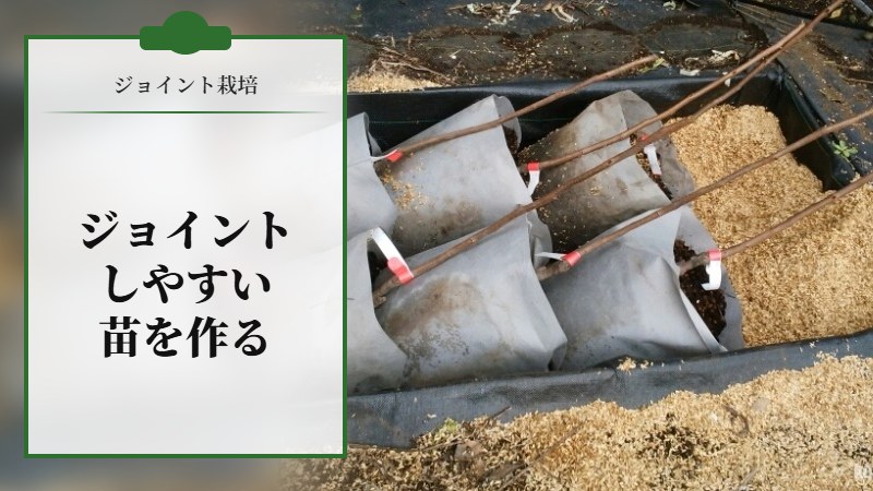 ジョイントをしやすい苗を作る