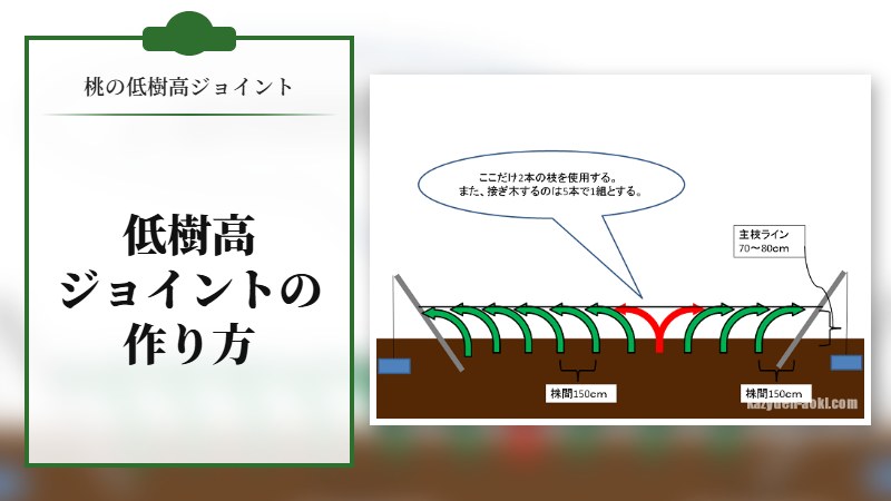 桃の低樹高ジョイントの作り方。支柱を立てたり。