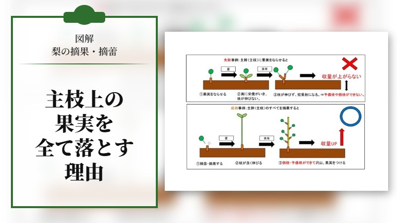 【図解　梨の摘果･摘蕾】 主枝上になる果実は全て落とす理由