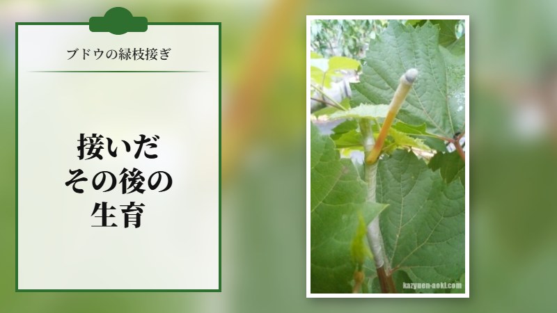 ブドウの緑枝接ぎの、その後の生育。