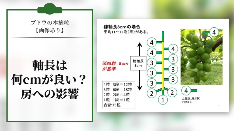 【ブドウの本摘粒】軸長は何cmが良い？軸長の長さが収穫時の房におよぼす影響とは？【画像あり】