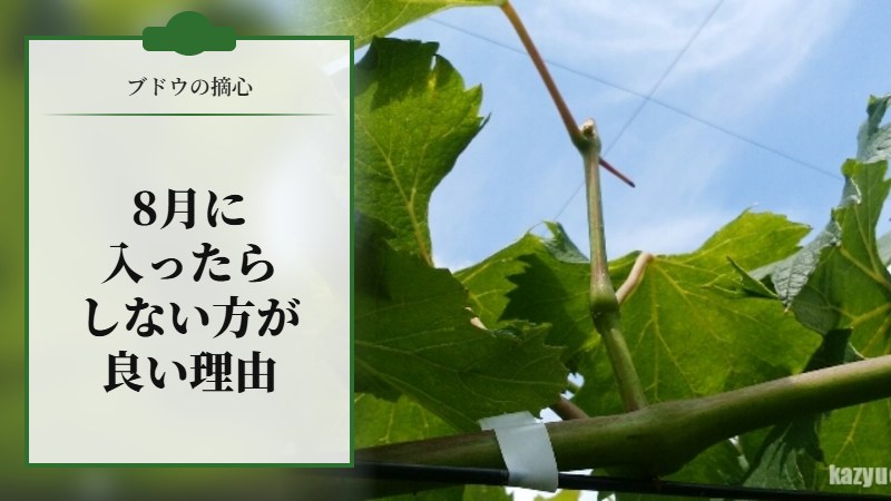 ブドウの摘芯は8月に入ったらしない方が良い理由