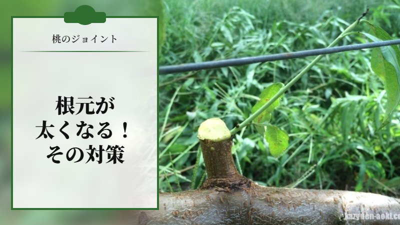 桃のジョイントの根元が太くなる！その対策