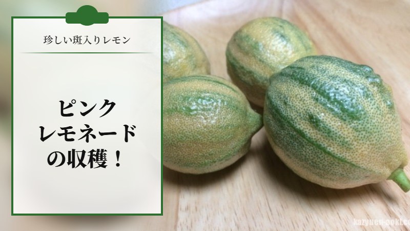 珍しい斑入りレモン「ピンクレモネード」の収穫！