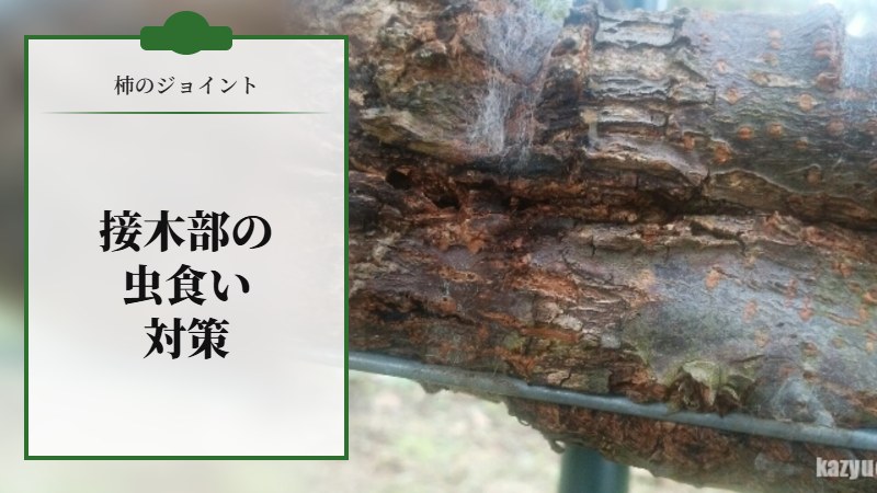 柿のジョイントの接木部の虫食い対策