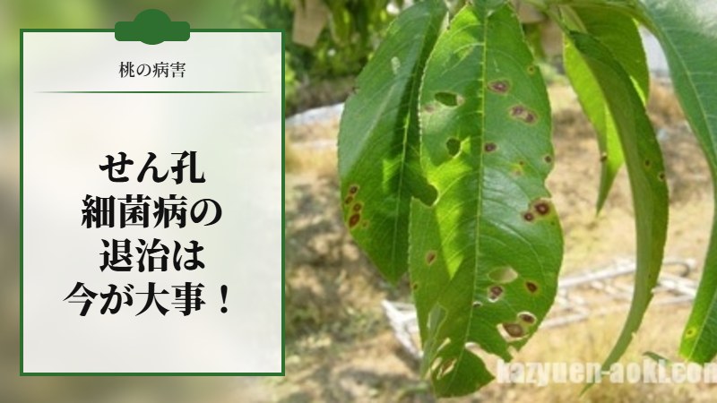 桃のせん孔細菌病の退治は今が大事！