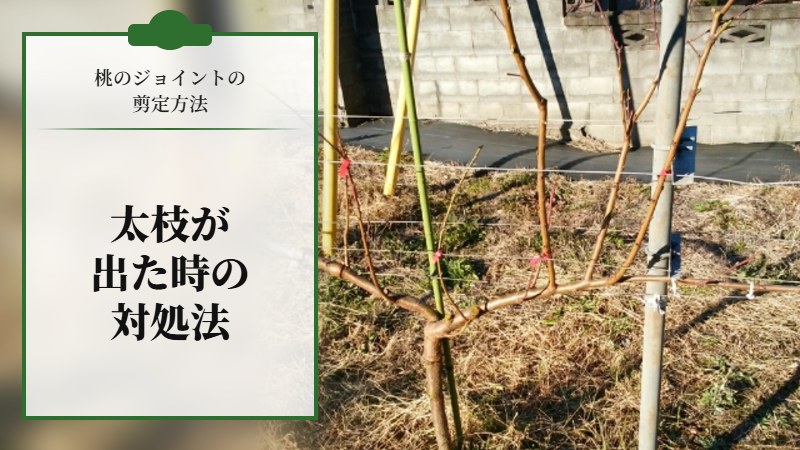 【桃のジョイントの剪定方法】太枝が出た時の対処法