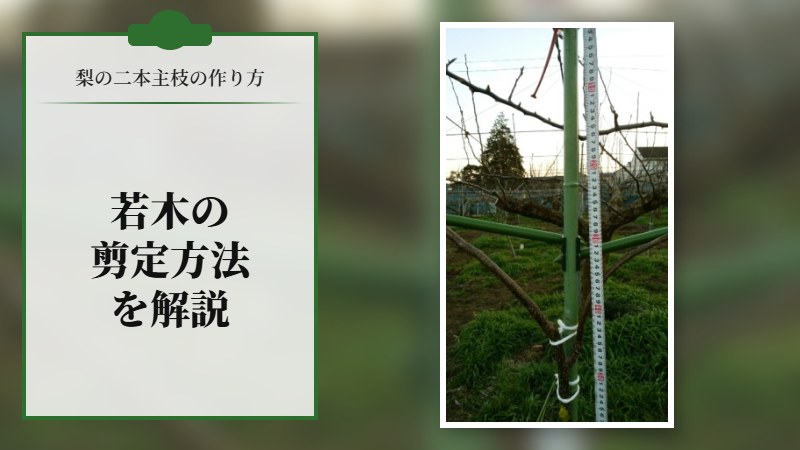 【梨の二本主枝の作り方】若木の剪定方法を解説