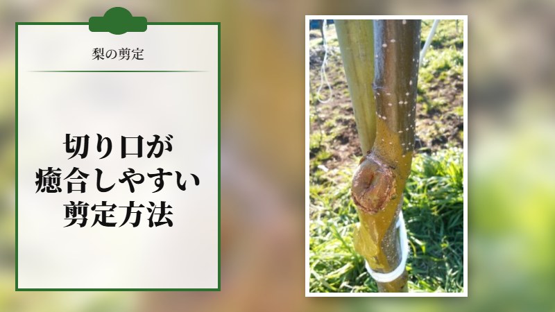 【梨の剪定】切り口を癒合しやすくさせる剪定方法