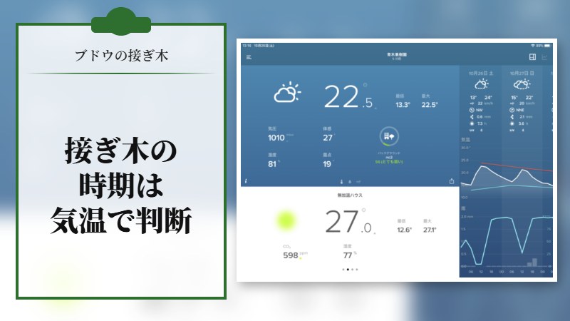 【ブドウの接ぎ木】接ぎ木の時期は気温で判断する