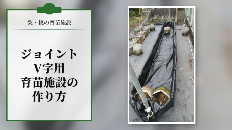 【梨·桃の育苗施設】ジョイントV字用の育苗施設の作り方
