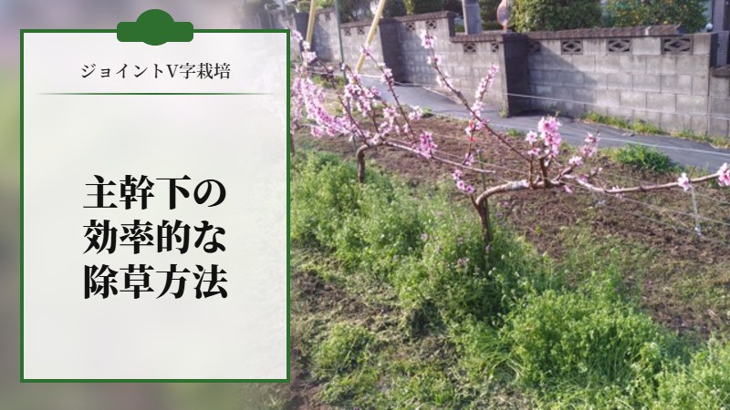 ジョイントV字栽培の主幹下の効率的な除草方法
