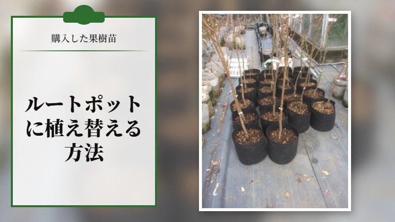【苗木】購入した果樹苗をルートポットに植替えする方法とポイント