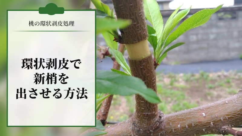 【桃の環状剥皮処理】環状剥皮処理で新梢を出させる方法