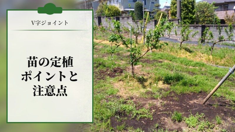 V字ジョイントの苗を定植する時のポイントと注意点を解説