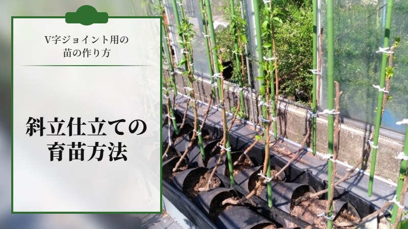 【V字ジョイント用の苗の作り方】斜立仕立ての育苗方法を解説
