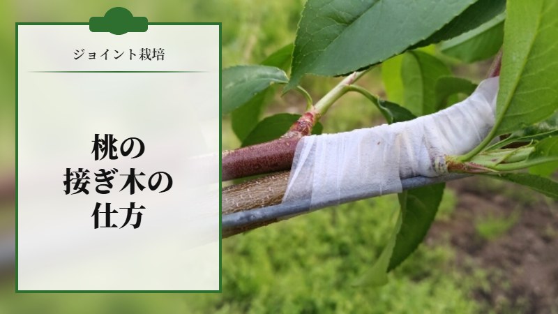 【ジョイント栽培】桃の接ぎ木の仕方を解説