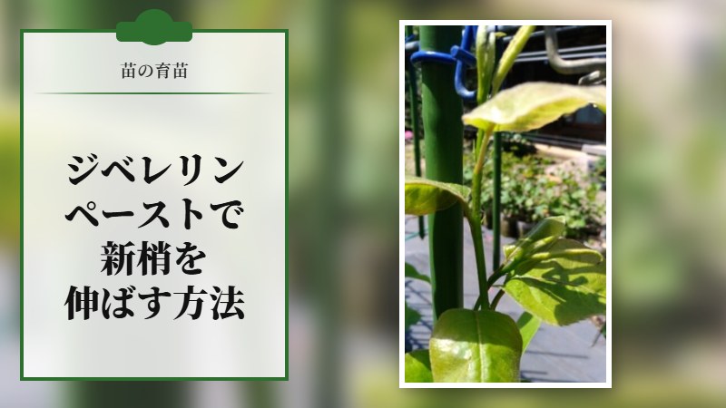 【苗の育苗】ジベレリンペーストで新梢を伸ばす方法