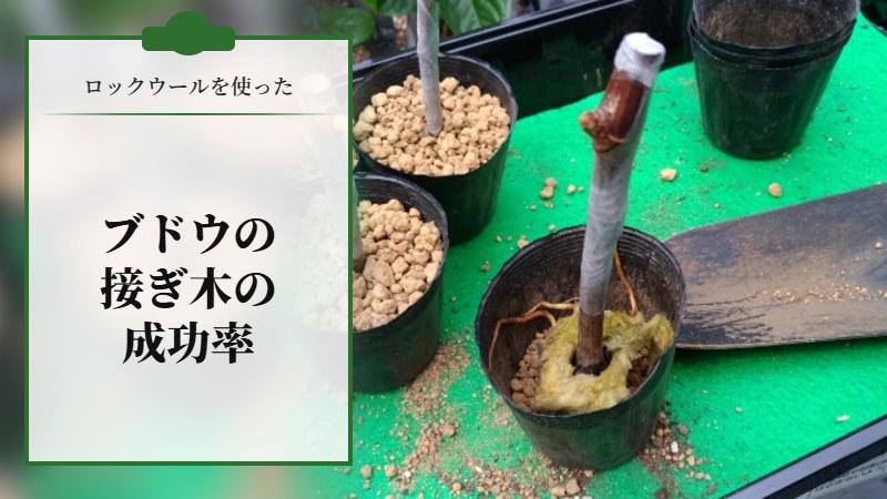 ロックウールを使ったブドウの接ぎ木の成功率