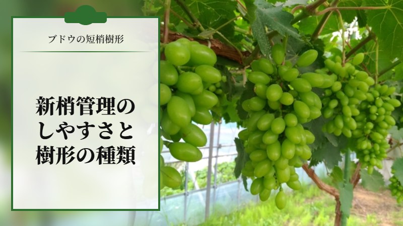 【ブドウの短梢樹形】の新梢の管理のし易さと樹形の種類