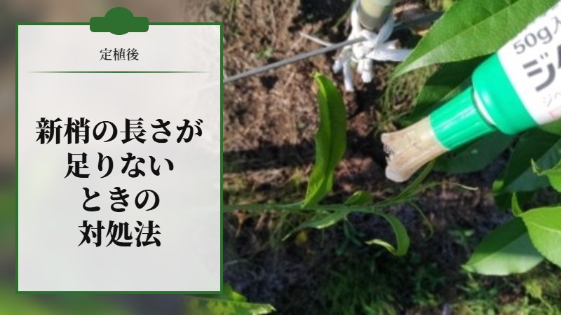 定植後、新梢の長さが足りないときの対処法