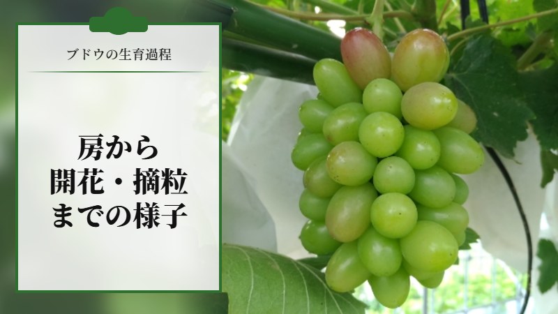 【ブドウの生育過程】房ができてから開花·摘粒の様子を画像で紹介