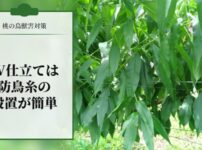 【桃の鳥獣害対策】JV仕立は防鳥糸の設置が簡単なのでオススメ