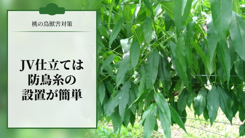 【桃の鳥獣害対策】JV仕立は防鳥糸の設置が簡単なのでオススメ