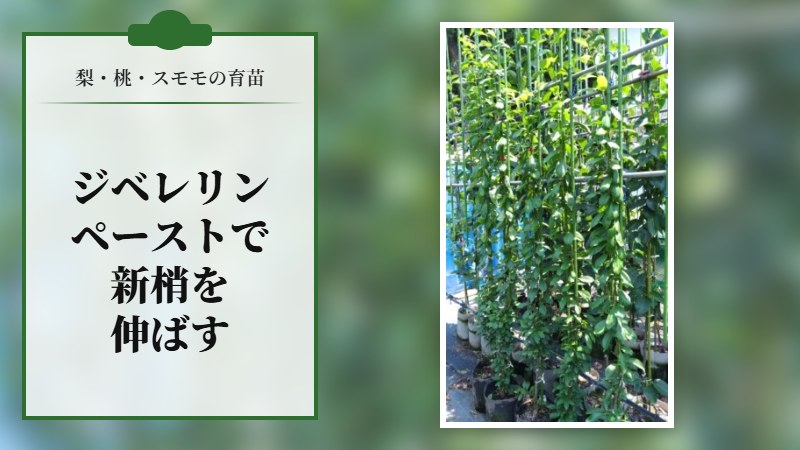 【梨・桃・スモモの育苗】新梢にジベレリンペーストを塗布して長く伸ばす方法