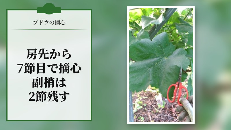 【ブドウの摘心】房先から数えて7節目で摘芯し、その間の副梢は2節残して摘心する