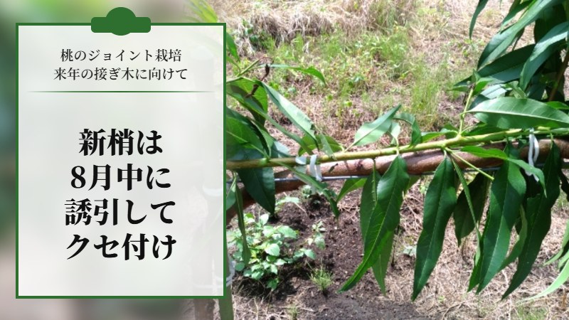 【桃のジョイント栽培】来年接ぎ木するための新梢は8月中に誘引してクセをつけておく