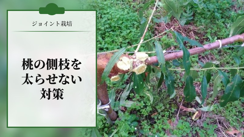 【ジョイント栽培】桃の側枝は太くなりやすいので注意！太らせない対策を紹介