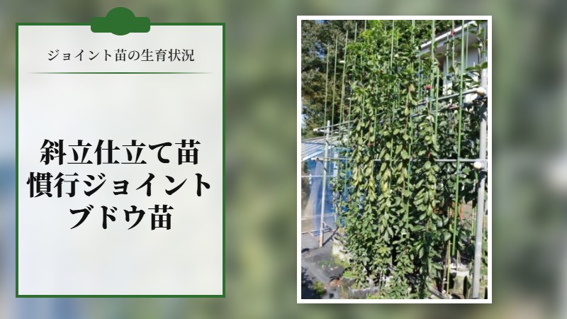 【ジョイント苗の生育状況】斜立仕立て苗･慣行ジョイント苗･ブドウ苗の様子