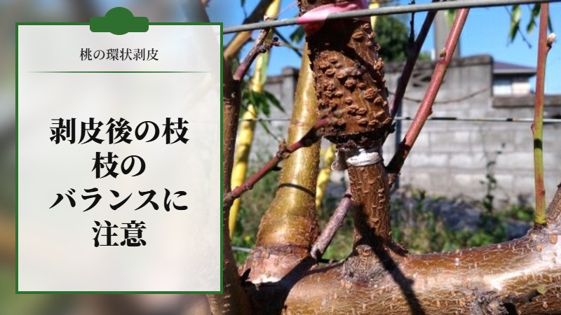 【桃の環状剥皮】環状剥皮後の枝を画像で紹介。枝のバランスに注意する