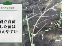 【桃のJV苗を定植するときのポイント】斜立育苗した苗だと植えやすい