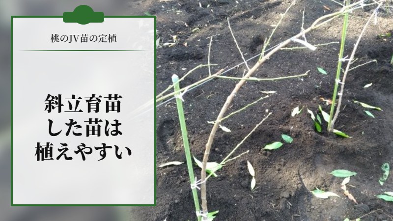 【桃のJV苗を定植するときのポイント】斜立育苗した苗だと植えやすい