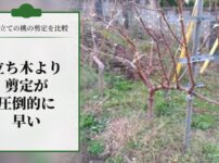【JV仕立ての桃の剪定を比較】立ち木に比べて剪定速度が圧倒的に早い