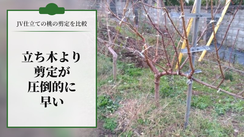 【JV仕立ての桃の剪定を比較】立ち木に比べて剪定速度が圧倒的に早い