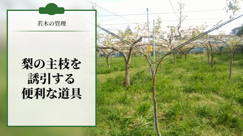 【若木の管理】梨の主枝を誘引するのに便利な道具を紹介