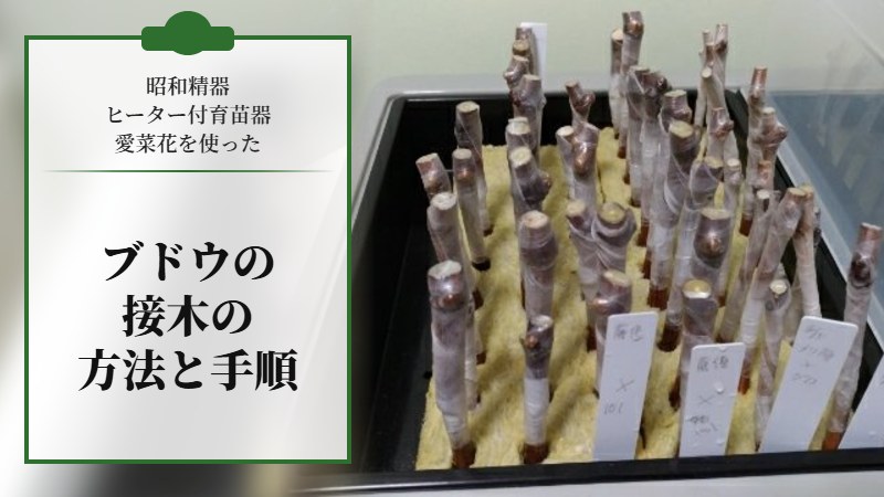 【昭和精器ヒーター付育苗器 愛菜花】を使ったブドウの接木をする方法と手順