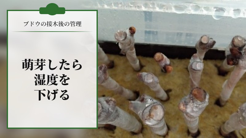 【ブドウの接木後の管理】萌芽してきたので湿度を下げる。
