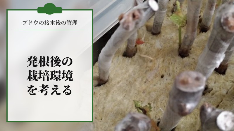 【ブドウの接木後の管理】ブドウの発根後の栽培環境を考える