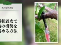 桃に環状剥皮をして枝の樹勢を弱める方法