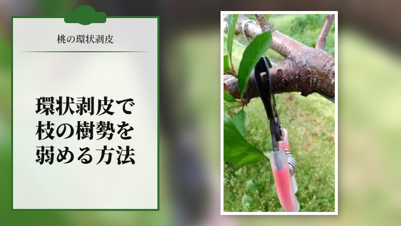 桃に環状剥皮をして枝の樹勢を弱める方法